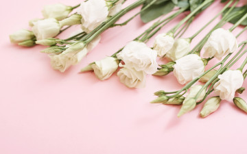 Картинка цветы эустома фон розовый букет белые