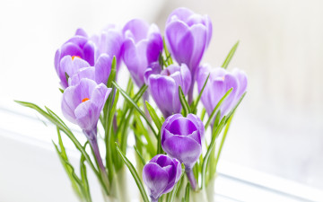 Картинка цветы крокусы букет весна сиреневые