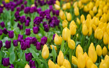обоя цветы, тюльпаны, весна, желтые, фиолетовые