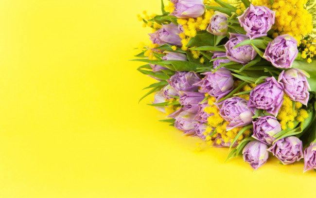 Обои картинки фото цветы, разные вместе, желтый, фон, букет, тюльпаны, мимоза