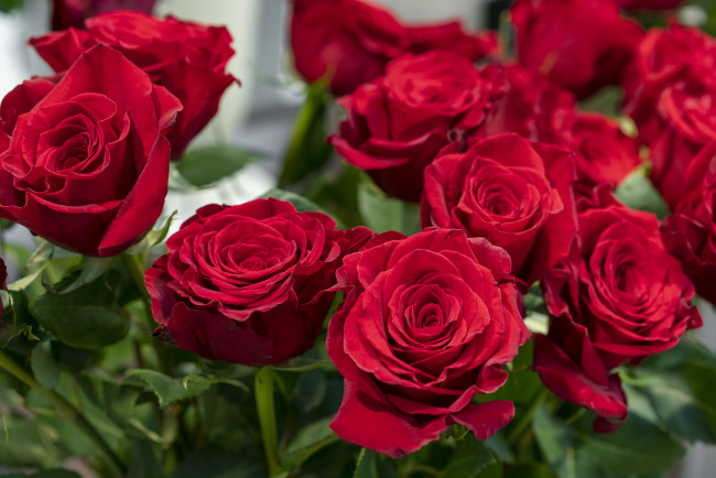 Обои картинки фото цветы, розы, красные, букет, бутоны