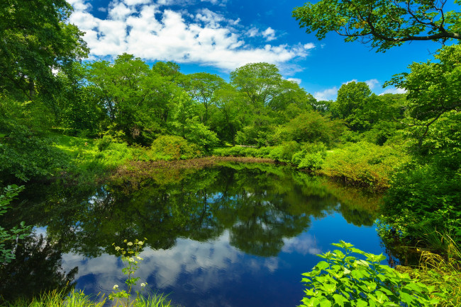 Обои картинки фото природа, реки, озера, зелень, деревья, пруд, парк, бостон, boston, massachusetts, массачусетс, дендрарий, арнольда, emerald, necklace, arnold, arboretum