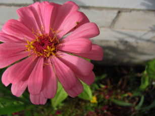 Картинка цветы цинния розовая макро