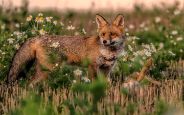 Картинка животные лисы лиса луг цветы