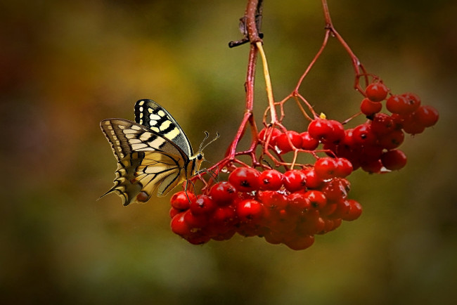Обои картинки фото животные, бабочки,  мотыльки,  моли, ягоды