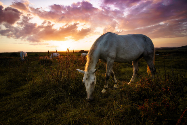 Обои картинки фото животные, лошади, белые, луг, закат