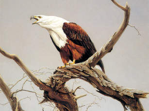 Картинка рисованные животные птицы орлы