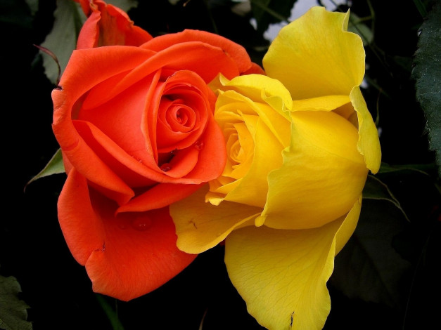 Обои картинки фото цветы, розы, контраст, двое