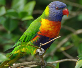 Картинка животные попугаи rainbow lorikeet