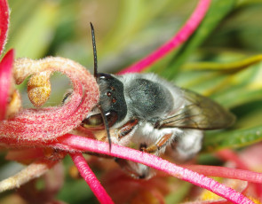 Картинка животные пчелы осы шмели макро