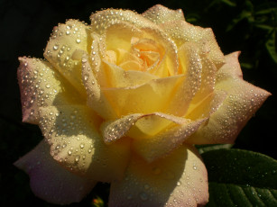 Картинка цветы розы роза капли нежность