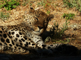 Картинка животные леопарды леопард лежит тень блики