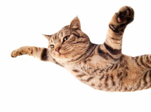 Картинка животные коты полёт