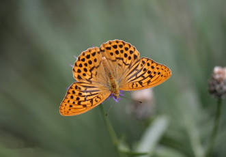 Картинка животные бабочки перламкутровка бабочка