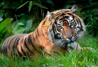 Картинка животные тигры на траве лапа морда тигр