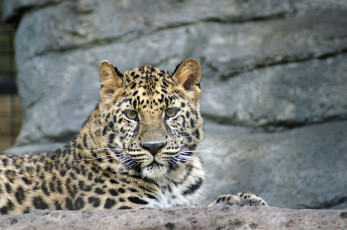 Картинка животные леопарды леопард лежит на камне
