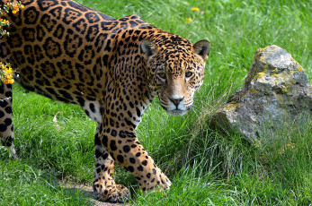 Картинка животные Ягуары морда серьёзный взгляд лапы ягуар