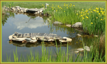 Картинка животные крокодилы водоем камни крокодил
