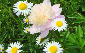 Картинка цветы разные вместе весна ромашки пион