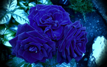 Картинка цветы розы синие