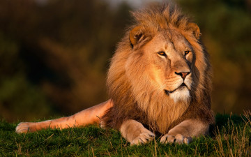 Картинка животные львы лев морда грива лежит смотрит