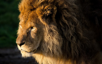 Картинка животные львы лев морда грива тёмный фон