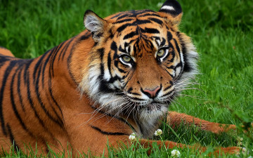 Картинка животные тигры недовольный тигр морда на траве