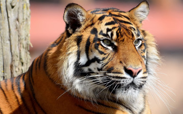 Картинка животные тигры тигр морда усы