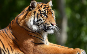 Картинка животные тигры тигр взгляд хищник