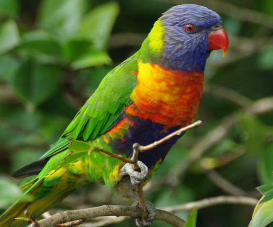 Обои картинки фото животные, попугаи, rainbow, lorikeet