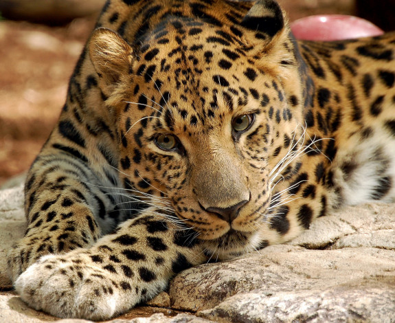 Обои картинки фото животные, леопарды, лежит, леопард, смотрит, морда, красивая, дикая, кошка
