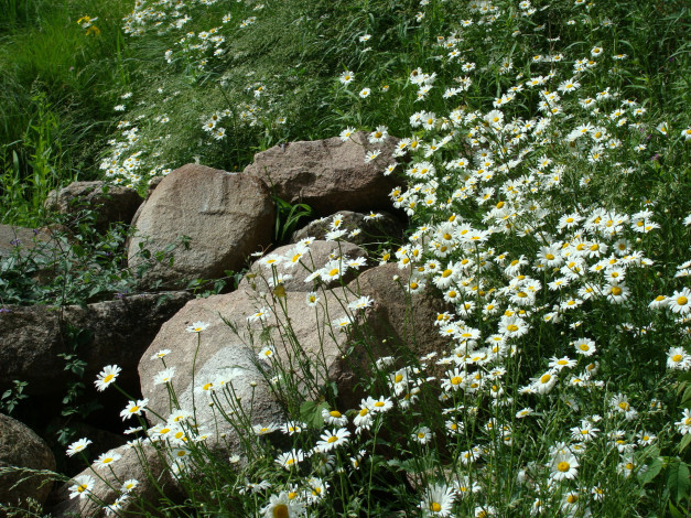 Обои картинки фото цветы, ромашки, лето, камни
