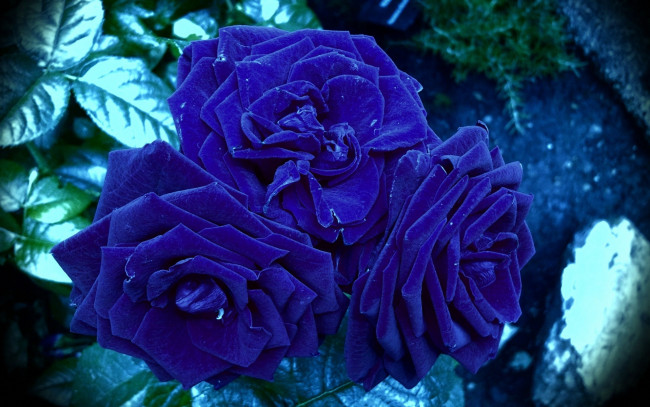 Обои картинки фото цветы, розы, синие