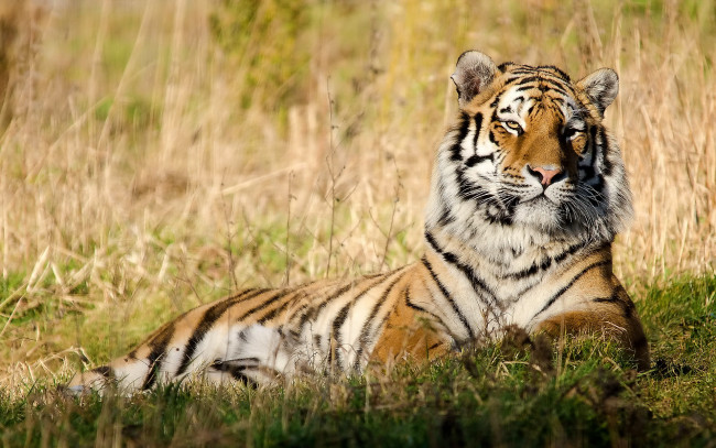 Обои картинки фото животные, тигры, полосатая, кошка, лежит, на, траве, тигр