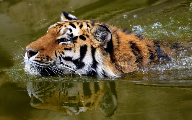 Обои картинки фото животные, тигры, тигр, морда, плывёт, усатая