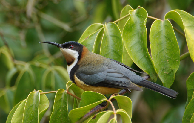 Обои картинки фото животные, птицы, восточный, шилоклювый, медосос, eastern, spinebill