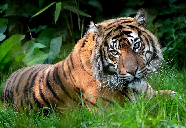 Обои картинки фото животные, тигры, на, траве, лапа, морда, тигр