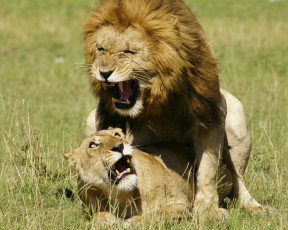 Картинка животные львы царь зверей дикие кошки любовь ужас львица