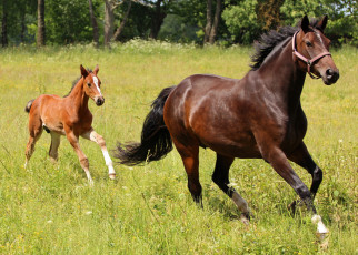 Картинка животные лошади жеребёнок луг