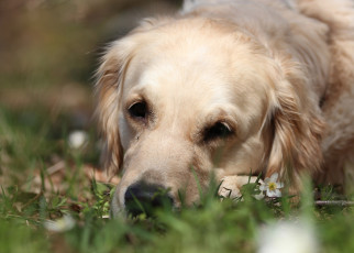 Картинка животные собаки золотистый ретривер голден