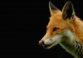 Картинка животные лисы морда язык
