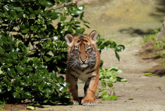 Картинка животные тигры тигрюля