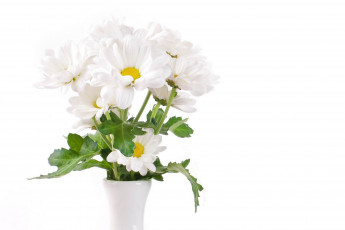 Картинка цветы хризантемы ваза ромашки