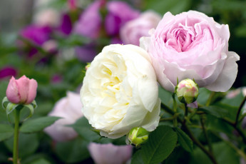 Картинка цветы розы парочка красавицы
