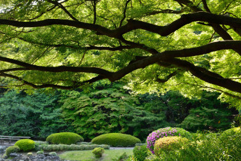 Картинка shinjuku gyoen national garden tokyo japan природа парк Япония токио синдзюку гёэн