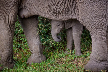 Картинка животные слоны слоненок малыш