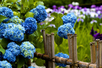 Картинка цветы гортензия заборчик голубой