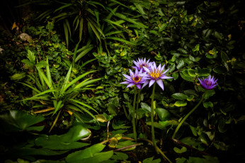 Картинка цветы лилии водяные нимфеи кувшинки фиолетовый заросли