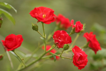Картинка цветы розы ветка бутоны