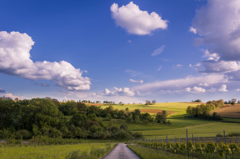 Картинка природа дороги облака деревья пейзаж виноградник поля